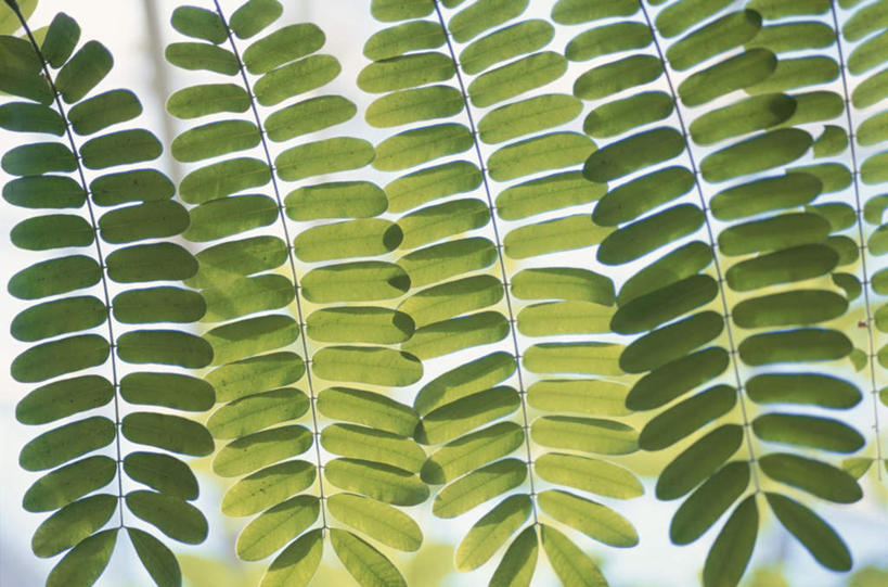 无人,横图,室外,特写,白天,正面,旅游,度假,美景,叶子,许多,景观,云,云朵,绿叶,云彩,娱乐,树枝,蓝色,白云,蓝天,天空,自然,天,享受,休闲,嫩叶,景色,放松,晴朗,自然风光,叶,叶片,晴空,彩图