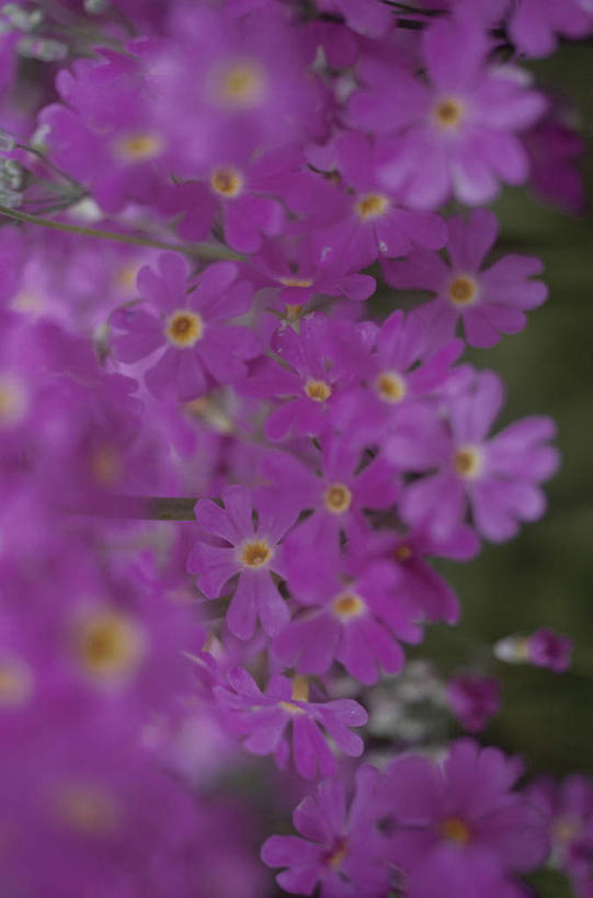 无人,竖图,俯视,室外,特写,白天,旅游,度假,美景,报春花,许多,朦胧,模糊,盛开,景观,花蕾,娱乐,花,花瓣,花朵,鲜花,紫色,自然,花苞,花蕊,享受,休闲,景色,放松,自然风光,樱草,独一,仅有,唯一,唯有,惟一,惟有,年景花,四季报春,彩图,高角度拍摄