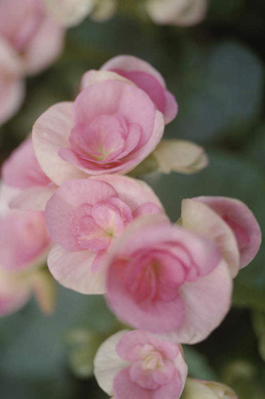 无人,竖图,俯视,室外,特写,白天,旅游,度假,美景,许多,阴影,朦胧,模糊,盛开,反射,影子,景观,花蕾,娱乐,花,花瓣,花朵,鲜花,红色,自然,花苞,花蕊,享受,休闲,景色,放松,自然风光,彩图,高角度拍摄