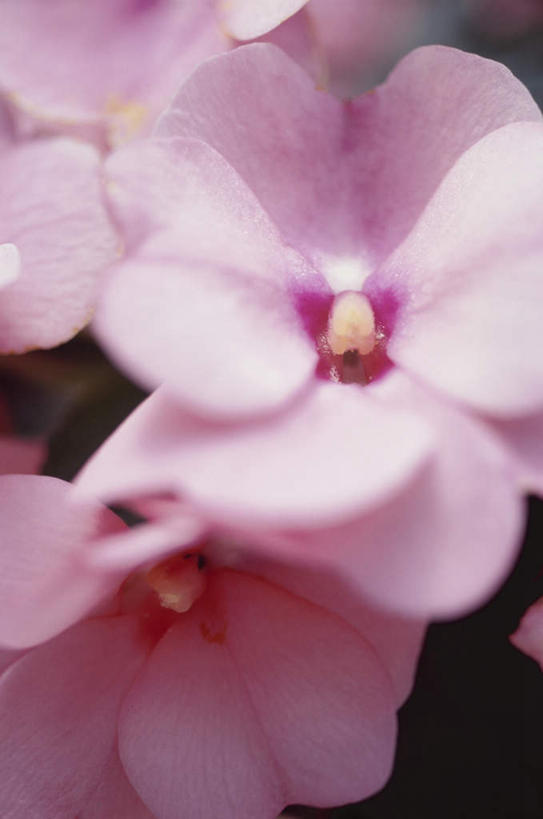 无人,竖图,俯视,室外,特写,白天,旅游,度假,美景,许多,阴影,朦胧,模糊,盛开,反射,影子,景观,花蕾,娱乐,花,花瓣,花朵,鲜花,红色,自然,花苞,花蕊,享受,休闲,景色,放松,自然风光,彩图,高角度拍摄