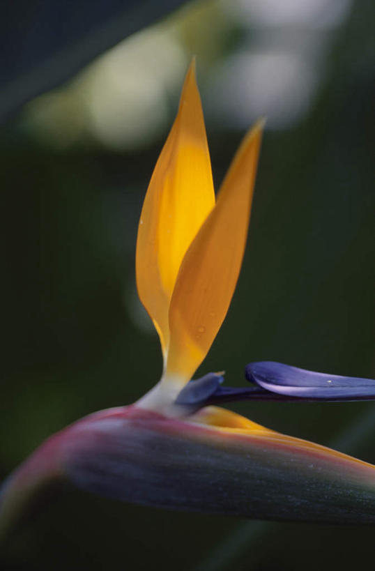 无人,竖图,室外,特写,白天,正面,旅游,度假,美景,鹤望兰,朦胧,模糊,盛开,景观,花蕾,娱乐,花,花瓣,花朵,鲜花,一朵,黄色,自然,花苞,花蕊,享受,休闲,景色,放松,高雅,清新,自然风光,极乐鸟花,天堂鸟,彩图