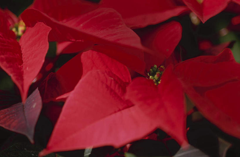 无人,横图,俯视,室外,特写,白天,旅游,度假,美景,盛开,景观,圣诞红,一品红,花蕾,娱乐,花,花瓣,花朵,鲜花,两朵,红色,自然,花苞,花蕊,圣诞花,享受,休闲,景色,放松,猩猩木,绿洲,自然风光,彩图,高角度拍摄