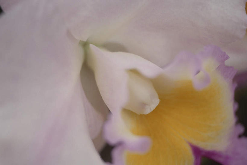 无人,横图,俯视,室外,特写,白天,旅游,度假,美景,盛开,景观,花蕾,娱乐,花,花瓣,花朵,鲜花,一朵,白色,自然,花苞,花蕊,享受,休闲,景色,放松,自然风光,彩图,高角度拍摄