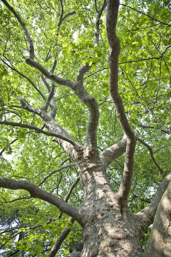 无人,竖图,室外,白天,仰视,旅游,度假,美景,植物,叶子,东京,日本,亚洲,阴影,光线,影子,景观,云,云朵,绿叶,云彩,娱乐,树,树木,蓝色,绿色,白云,蓝天,天空,阳光,自然,天,享受,休闲,嫩叶,景色,放松,生长,晴朗,成长,自然风光,东亚,本州,关东地方,本州岛,日本国,东京都,叶,叶片,晴空,彩图,低角度拍摄