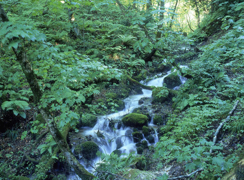 无人,横图,俯视,室外,白天,旅游,度假,河流,美景,树林,水,植物,日本,亚洲,湍急,河水,景观,水流,苔藓,娱乐,树,树木,绿色,小溪,自然,溪水,享受,休闲,景色,放松,生长,成长,自然风光,东亚,本州,本州岛,日本国,青森,青森县,东北地方,彩图,高角度拍摄