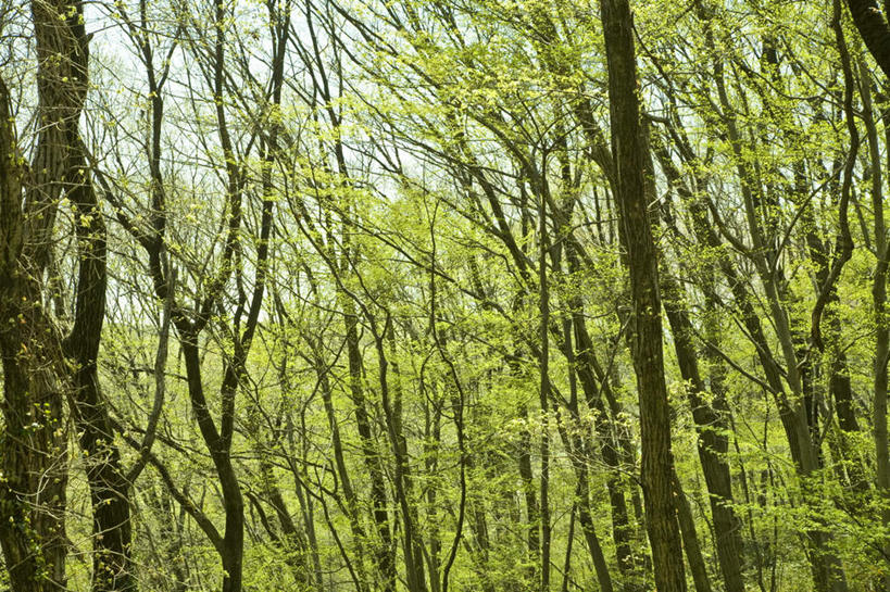 无人,横图,室外,白天,仰视,旅游,度假,美景,树林,植物,东京,日本,亚洲,景观,娱乐,树,树木,蓝色,绿色,蓝天,天空,自然,天,享受,休闲,景色,放松,生长,晴朗,成长,自然风光,东亚,本州,万里无云,关东地方,本州岛,日本国,东京都,晴空,晴空万里,彩图,低角度拍摄