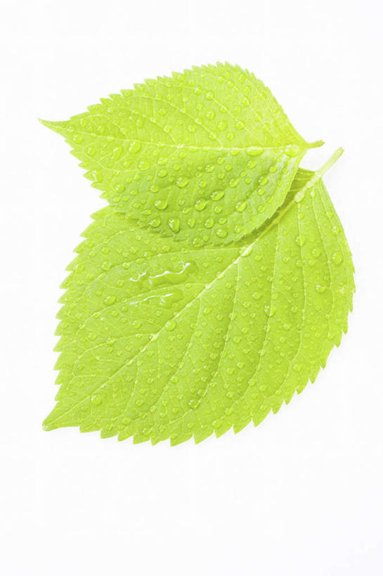 无人,竖图,俯视,室内,特写,白天,白色背景,水,叶子,两片,许多,散落,透明,液体,水滴,绿叶,水珠,露珠,嫩叶,摄影,影棚,生机,灵动,叶,叶片,叶脉,彩图,高角度拍摄,影棚拍摄,拍摄