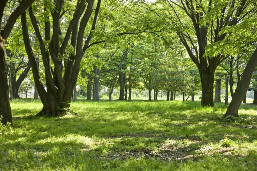 无人,横图,室外,白天,正面,旅游,度假,草地,草坪,美景,树林,植物,东京,日本,亚洲,阴影,光线,影子,景观,云,云朵,云彩,娱乐,草,树,树木,蓝色,绿色,白云,蓝天,天空,阳光,自然,天,享受,休闲,景色,放松,生长,晴朗,成长,自然风光,东亚,本州,关东地方,本州岛,日本国,东京都,晴空,彩图