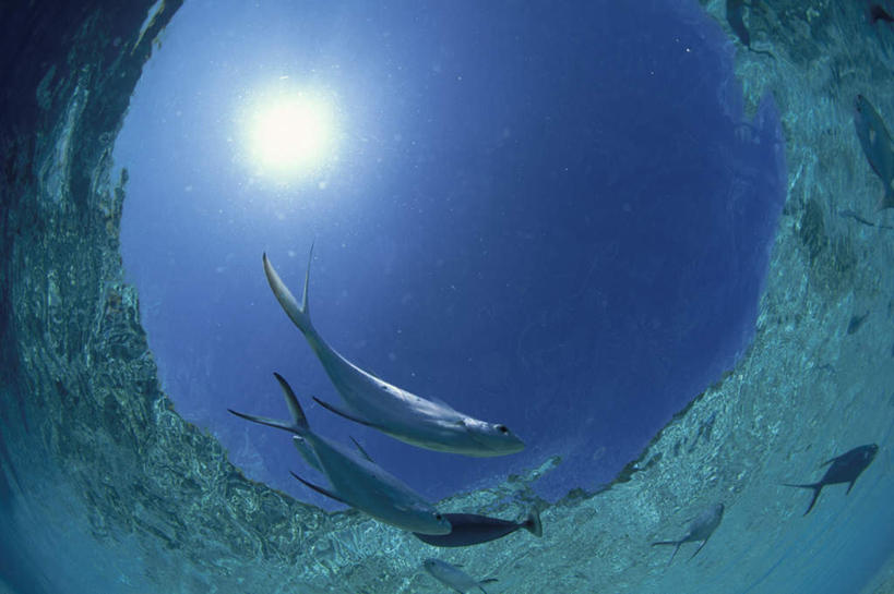 海鲜,无人,横图,室外,特写,白天,广角镜头,鱼眼镜头,仰视,旅游,度假,海浪,海洋,美景,马尔代夫,亚洲,许多,阴影,光线,鱼,影子,景观,浪花,银色,娱乐,水产,鱼类,海洋生物,阳光,自然,海水,享受,休闲,景色,放松,自然风光,水生动物,海产品,南亚,水生物,海景,海底动物,马尔代夫共和国,鲳鲹,名贵,大海,风浪,海,海水的波动,近岸浪,涌浪,彩图,低角度拍摄,全身