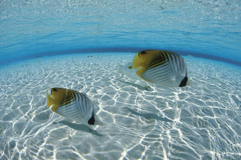 海鲜,无人,横图,室外,白天,正面,旅游,度假,海底,水下,美景,热带鱼,马尔代夫,亚洲,两条,阴影,波纹,光线,影子,景观,水底,涟漪,娱乐,水产,海洋生物,黄色,白色,黑色,水纹,阳光,自然,波浪,享受,休闲,景色,放松,海底世界,自然风光,水生动物,海产品,南亚,水生物,蝴蝶鱼,海底动物,水晕,马尔代夫共和国,观赏鱼,海床,彩图,全身