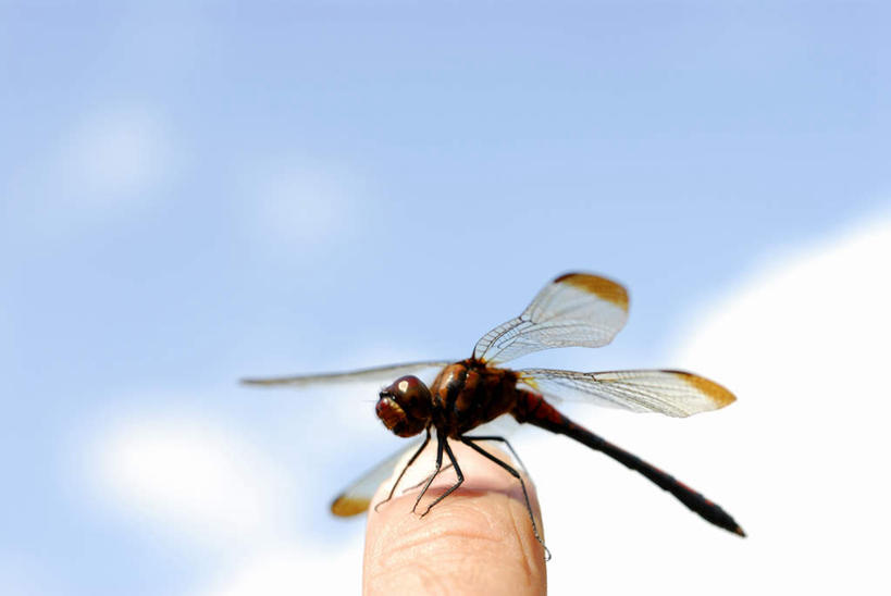 东方人,一个人,站,横图,室外,特写,白天,仰视,亚洲,仅一个男性,仅一个人,朦胧,模糊,蜻蜓,昆虫,云,云朵,云彩,黄种人,仅一个年轻男性,一只,蓝色,白云,蓝天,天空,动物,天,手势,站着,晴朗,益虫,男人,男性,年轻男性,亚洲人,大拇指,晴空,站立,半身,彩图,低角度拍摄