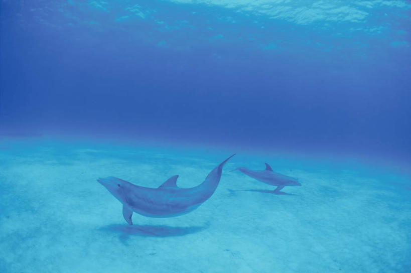 游泳,海鲜,无人,横图,俯视,室外,白天,旅游,度假,海底,水下,美景,海豚,野生动物,两条,鱼,景观,水底,注视,娱乐,水产,鱼类,海洋生物,自然,动物,观察,看,享受,休闲,景色,放松,可爱,海底世界,活泼,观看,察看,关注,自然风光,水生动物,海产品,水生物,海底动物,海床,彩图,高角度拍摄,全身