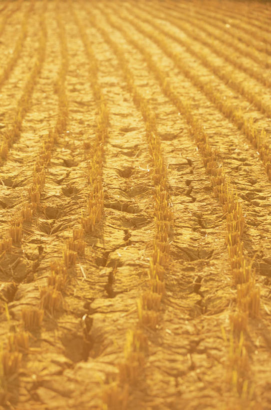 无人,农田,竖图,俯视,室外,白天,旅游,度假,庄稼,农作物,美景,神奈川,日本,亚洲,一排,整齐,景观,泥土,神奈川县,娱乐,排列,自然,享受,休闲,橙色,景色,放松,队列,自然风光,东亚,本州,关东地方,本州岛,日本国,彩图,高角度拍摄,耕地,庄稼田