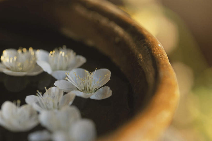 无人,横图,俯视,室外,特写,白天,旅游,度假,美景,植物,樱花,许多,朦胧,模糊,盛开,陶瓷,景观,陶瓷制品,娱乐,花,花瓣,花朵,花卉,鲜花,白色,自然,碗,花蕊,享受,休闲,景色,放松,自然风光,仙樱花,福岛樱,青肤樱,荆桃,彩图,高角度拍摄