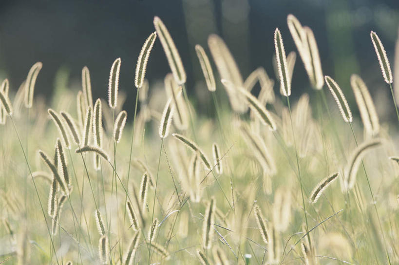 无人,横图,室外,白天,正面,旅游,度假,美景,植物,许多,阴影,枯萎,朦胧,模糊,光线,影子,景观,枯草,背光,娱乐,狗尾巴草,草,黄色,阳光,自然,享受,休闲,狗尾草,景色,放松,自然风光,逆光,绿狗尾草,谷莠子,彩图