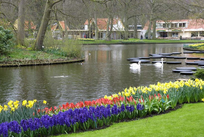 游泳,无人,公园,家,横图,室外,白天,正面,爱情,旅游,度假,草地,草坪,花海,花圃,河流,美景,树林,水,植物,风信子,水仙花,郁金香,鸟,野生动物,天鹅,叶子,欧洲,荷兰,许多,盛开,鸟类,房屋,屋子,河水,景观,水流,绿叶,花蕾,娱乐,楼房,住宅,草,花,花瓣,花朵,花卉,鲜花,树,树木,黄色,红色,蓝色,绿色,自然,动物,花丛,花田,花苞,花蕊,两只,享受,休闲,嫩叶,景色,放松,可爱,生长,成长,悲伤,喜悦,自然风光,怀念,金盏银台,玉玲珑,女史花,雅蒜,天蒜,悲哀,尼德兰王国,库肯霍夫公园,凌波仙子,水仙,天葱,叶,叶片,郁香,洋荷花,草麝香,鹄,彩图,房子