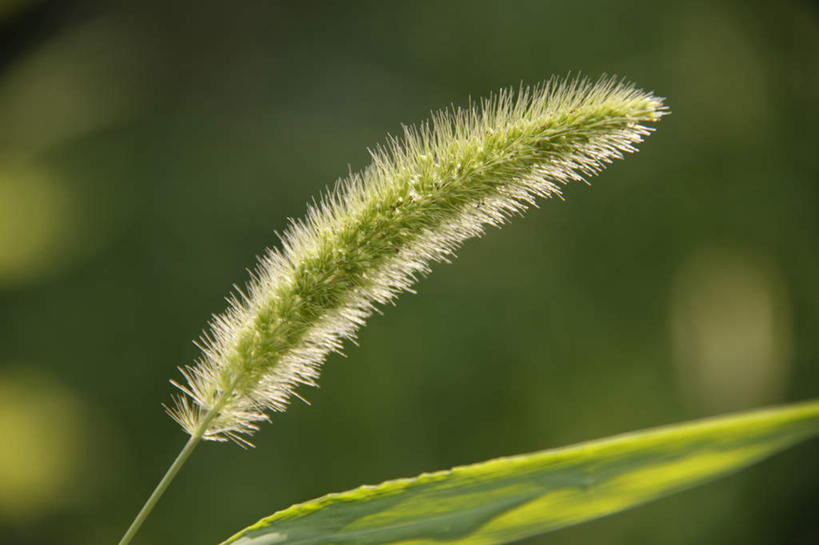 无人,横图,室外,特写,白天,正面,旅游,度假,美景,植物,叶子,朦胧,模糊,景观,绿叶,娱乐,狗尾巴草,一个,绿色,自然,享受,休闲,嫩叶,狗尾草,景色,放松,单个,自然风光,绿狗尾草,谷莠子,叶,叶片,彩图