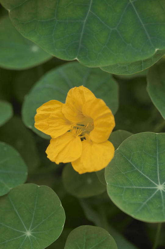 无人,竖图,俯视,室外,特写,白天,旅游,度假,美景,植物,叶子,盛开,景观,绿叶,娱乐,花,花瓣,花朵,花卉,鲜花,一朵,黄色,自然,花蕊,享受,休闲,嫩叶,景色,放松,自然风光,叶,叶片,彩图,高角度拍摄