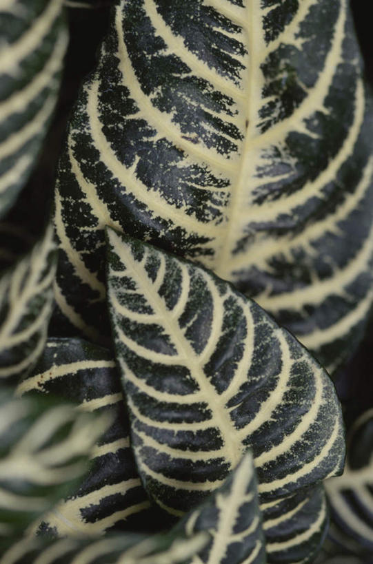 无人,竖图,俯视,室外,特写,白天,旅游,度假,美景,植物,叶子,条纹,纹理,景观,绿叶,娱乐,绿色,自然,享受,休闲,嫩叶,景色,放松,自然风光,肌理,叶,叶片,叶脉,彩图,高角度拍摄