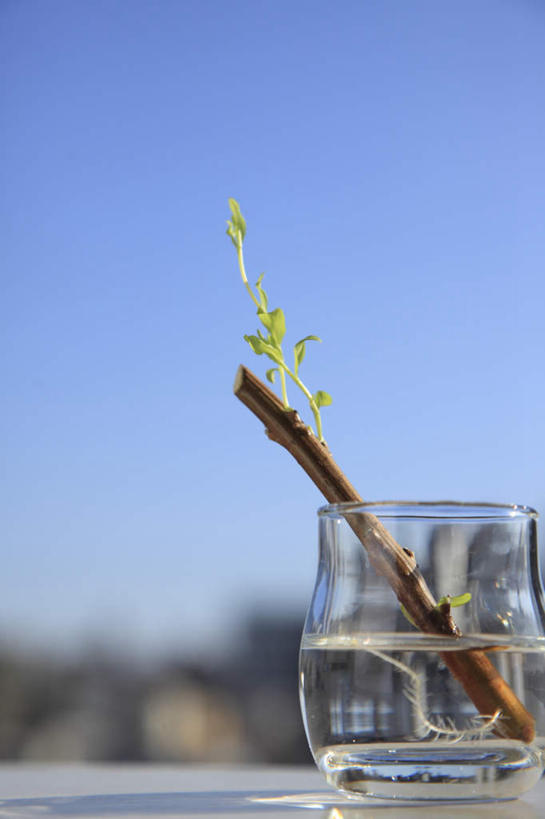 无人,竖图,室外,特写,白天,正面,植物,杯子,叶子,阴影,朦胧,模糊,光线,影子,绿叶,一杯,玻璃制品,蓝色,绿色,蓝天,天空,阳光,自然,水杯,天,树苗,嫩叶,生长,成长,生机,希望,叶,叶片,玻璃杯,彩图