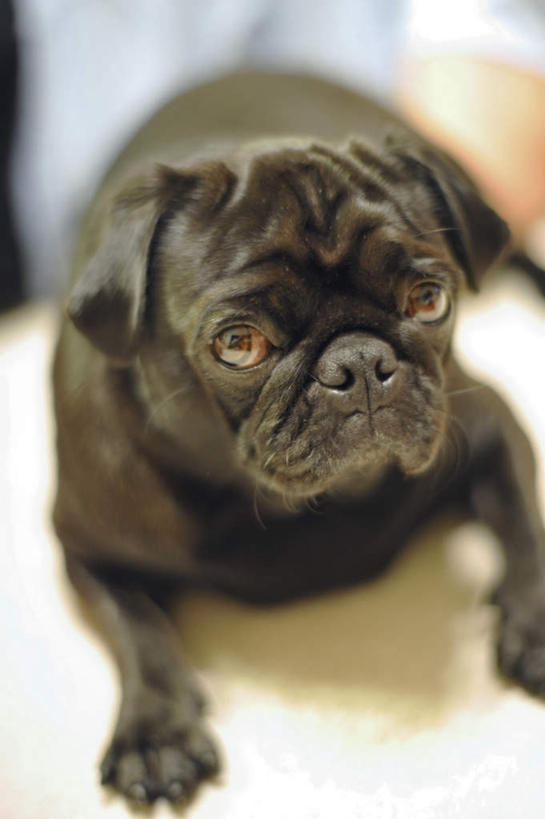 头,无人,竖图,俯视,室内,特写,白天,宠物,狗,一条,朦胧,模糊,注视,黑色,动物,观察,看,趴着,可爱,哈巴狗,观看,察看,关注,忠诚,巴哥,巴哥犬,头部,犬,趴,彩图,高角度拍摄,全身