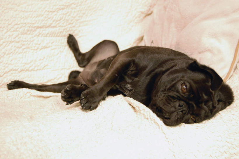 无人,躺,横图,俯视,室内,白天,宠物,狗,一条,注视,黑色,动物,毛巾,观察,看,可爱,摄影,哈巴狗,影棚,观看,察看,关注,忠诚,巴哥,巴哥犬,卧着,犬,躺着,卧,彩图,高角度拍摄,全身,影棚拍摄,拍摄