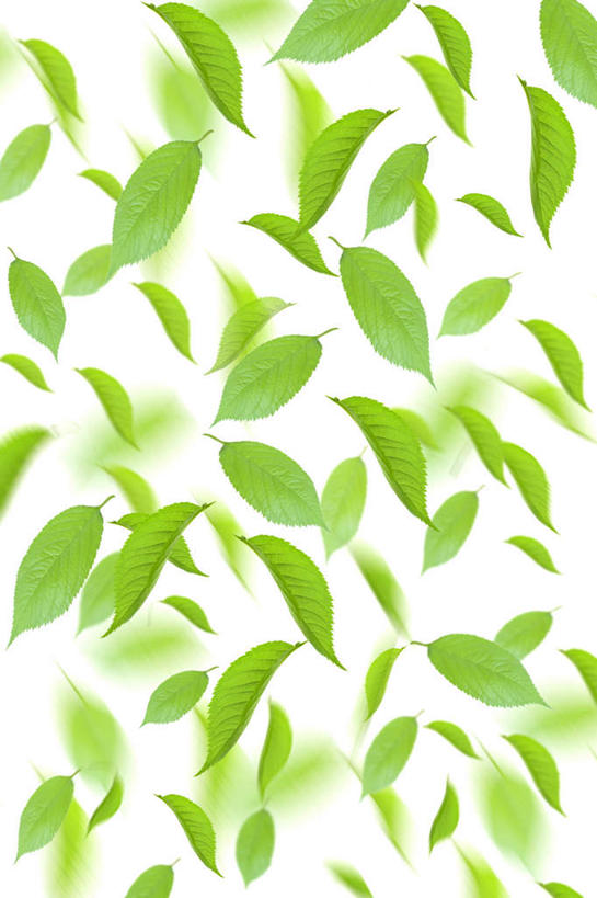 无人,竖图,室内,白天,白色背景,正面,植物,叶子,许多,散落,纹理,绿叶,绿色,嫩叶,摄影,影棚,生机,希望,肌理,灵动,叶,叶片,叶脉,彩图,影棚拍摄,拍摄