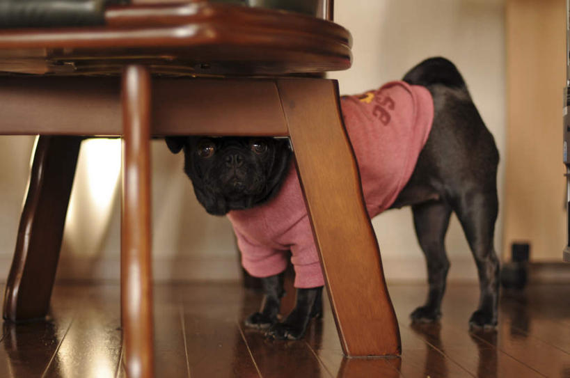 无人,站,横图,俯视,室内,白天,地板,宠物,狗,椅子,一条,服装,木椅,地面,木地板,衣服,红色,黑色,动物,站着,可爱,服饰,哈巴狗,忠诚,巴哥,巴哥犬,犬,站立,彩图,高角度拍摄,全身