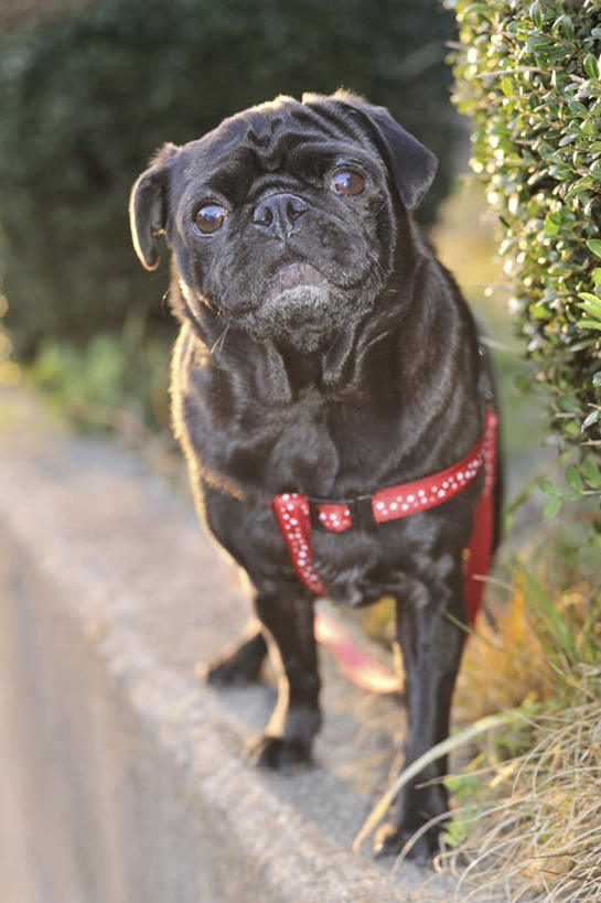 头,无人,站,竖图,室外,特写,白天,正面,草地,草坪,植物,宠物,狗,一条,服装,注视,草,衣服,红色,绿色,黑色,动物,看,站着,可爱,服饰,哈巴狗,关注,忠诚,巴哥,巴哥犬,头部,犬,抬头,仰头,站立,彩图,全身