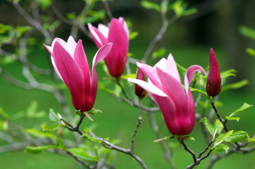 无人,横图,俯视,室外,特写,白天,旅游,度假,美景,玉兰花,叶子,东京,日本,亚洲,四朵,阴影,盛开,光线,影子,景观,绿叶,枝条,花蕾,娱乐,花,花瓣,花朵,鲜花,粉色,阳光,自然,花苞,花蕊,享受,休闲,嫩叶,景色,放松,高雅,自然风光,东亚,辛夷,木笔,本州,关东地方,本州岛,日本国,东京都,木兰花,望春玉兰,淡泊,花中君子,辛夷花,叶,叶片,玉兰,应春花,望春花,木兰,彩图,高角度拍摄