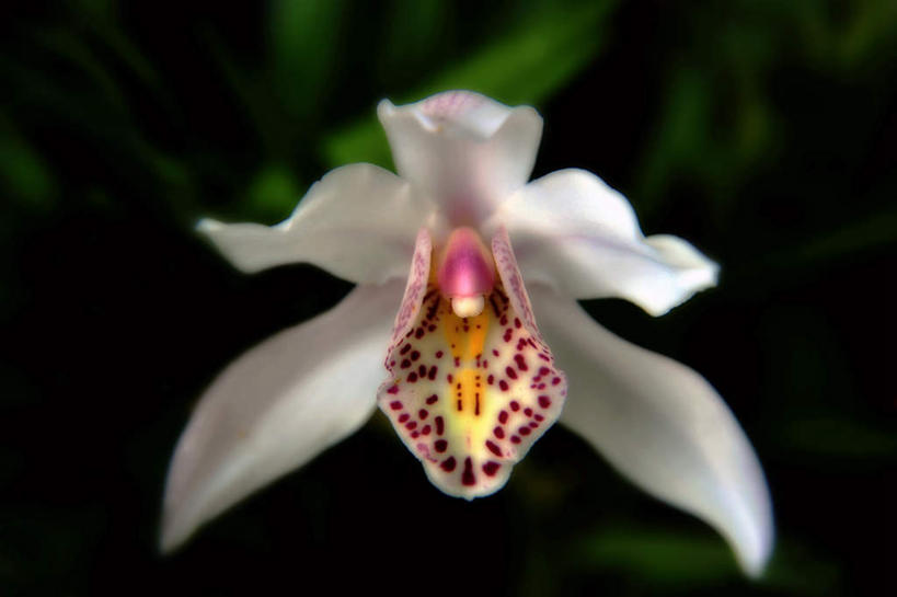 无人,横图,俯视,室外,特写,白天,旅游,度假,美景,叶子,日本,亚洲,阴影,朦胧,模糊,盛开,光线,影子,景观,绿叶,花蕾,娱乐,花,花瓣,花朵,鲜花,一朵,白色,阳光,自然,花苞,花蕊,享受,休闲,嫩叶,景色,放松,大阪,高雅,自然风光,东亚,蕙兰,本州,大阪府,本州岛,日本国,近畿地方,近畿,淡泊,花中君子,兰花,叶,叶片,彩图,高角度拍摄