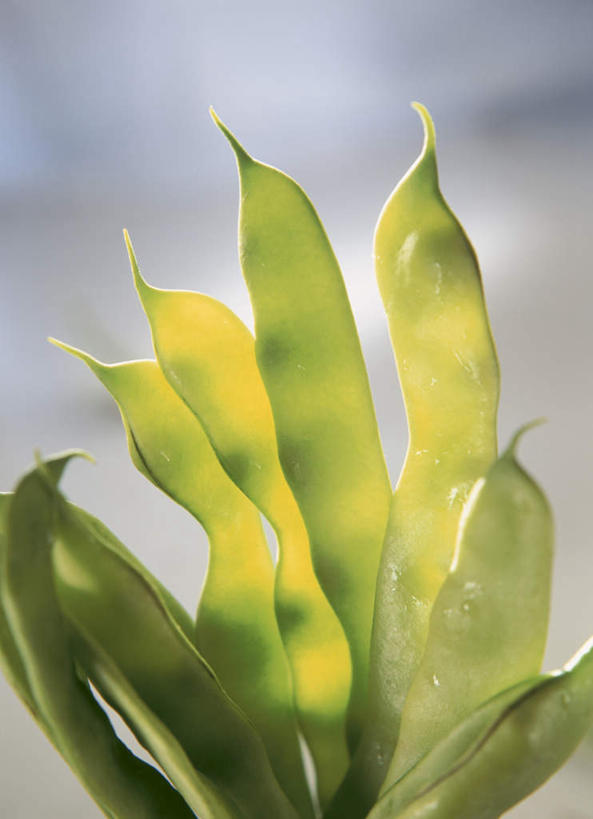 无人,竖图,俯视,室内,特写,白天,植物,豆,蔬菜,许多,阴影,朦胧,模糊,新鲜,光线,影子,豆类,豆子,刀豆,食品,四季豆,食物,绿色,阳光,有机食品,绿色食品,芸豆,豆科,菜豆,二季豆,白肾豆,架豆,玉豆,去豆,彩图,高角度拍摄