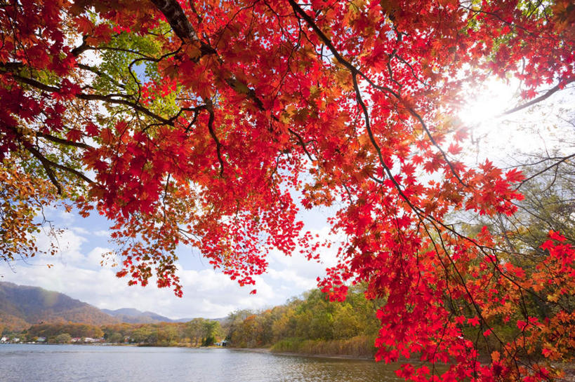 无人,横图,室外,白天,正面,旅游,度假,湖,湖泊,美景,水,植物,叶子,日本,亚洲,阴影,光线,影子,湖面,景观,水流,水面,云,云朵,枫叶,枯叶,落叶,云彩,娱乐,树,树木,黄色,红色,蓝色,绿色,白云,蓝天,天空,阳光,自然,湖水,天,享受,休闲,景色,放松,生长,成长,枫树叶,自然风光,东亚,本州,本州岛,日本国,青森,青森县,东北地方,叶,叶片,彩图