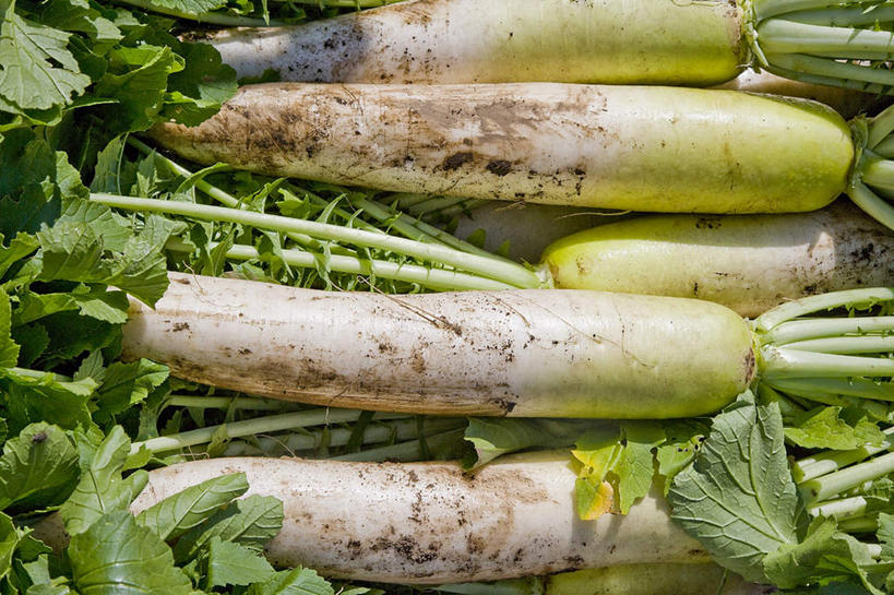 无人,横图,俯视,室外,白天,萝卜,白萝卜,蔬菜,叶子,一堆,许多,阴影,堆叠,堆积,新鲜,光线,影子,食品,绿叶,食物,绿色,白色,阳光,嫩叶,有机食品,绿色食品,堆,叶,叶片,莱菔,彩图,高角度拍摄