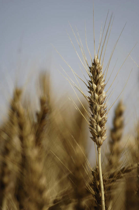 无人,农田,竖图,室外,特写,白天,正面,旅游,度假,庄稼,农作物,小麦,美景,长野县,日本,亚洲,阴影,朦胧,模糊,光线,影子,景观,云,云朵,谷物,云彩,娱乐,黄色,蓝色,白云,蓝天,天空,阳光,自然,天,享受,休闲,稻谷,稻子,景色,放松,麦子,自然风光,东亚,本州,本州岛,日本国,中部地方,长野,彩图,耕地,庄稼田