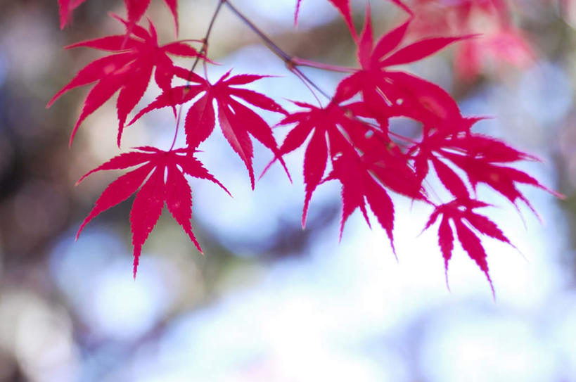 无人,横图,室外,特写,白天,仰视,旅游,度假,美景,植物,叶子,长野县,日本,亚洲,许多,阴影,朦胧,模糊,光线,影子,景观,枫叶,枯叶,落叶,娱乐,树,树木,粉色,黄色,红色,蓝色,绿色,蓝天,天空,阳光,自然,天,享受,休闲,景色,放松,生长,成长,枫树叶,自然风光,东亚,本州,本州岛,日本国,中部地方,长野,叶,叶片,彩图,低角度拍摄