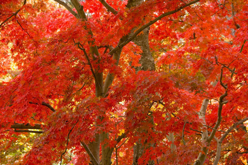 无人,横图,室外,白天,仰视,旅游,度假,美景,植物,叶子,日本,亚洲,阴影,光线,影子,景观,枫叶,枯叶,落叶,娱乐,树,树木,黄色,红色,绿色,阳光,自然,享受,休闲,景色,放松,生长,成长,枫树叶,自然风光,东亚,本州,本州岛,日本国,青森,青森县,东北地方,槭树,鸡爪槭,叶,叶片,鸡爪枫,彩图,低角度拍摄