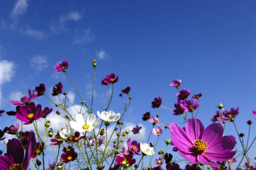 无人,横图,室外,白天,仰视,旅游,度假,自由,幸福,美景,长野县,日本,亚洲,许多,阴影,盛开,光线,影子,景观,云,云朵,波斯菊,花蕾,云彩,娱乐,花,花瓣,花朵,鲜花,粉色,蓝色,白色,白云,蓝天,天空,阳光,自然,天,花苞,花蕊,清洁,享受,休闲,菊花,景色,放松,大波斯菊,吉祥,自然风光,东亚,本州,本州岛,日本国,中部地方,长野,高洁,秋英,格桑花,秋樱,扫帚梅,八瓣梅,初恋,多情,彩图,低角度拍摄,时光