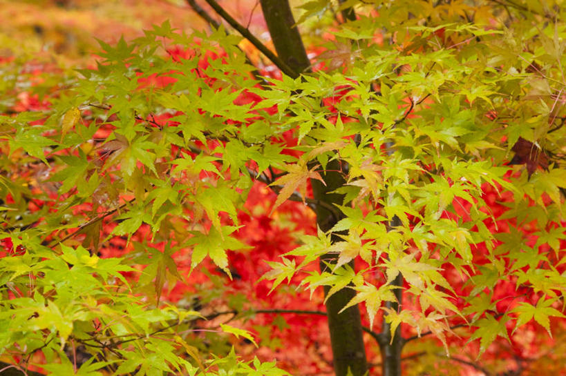 无人,横图,室外,白天,正面,旅游,度假,草地,草坪,美景,植物,叶子,日本,亚洲,阴影,光线,影子,景观,枫叶,枯叶,落叶,娱乐,草,树,树木,黄色,红色,绿色,阳光,自然,享受,休闲,景色,放松,生长,成长,枫树叶,自然风光,东亚,本州,本州岛,日本国,岩手,岩手县,东北地方,叶,叶片,彩图