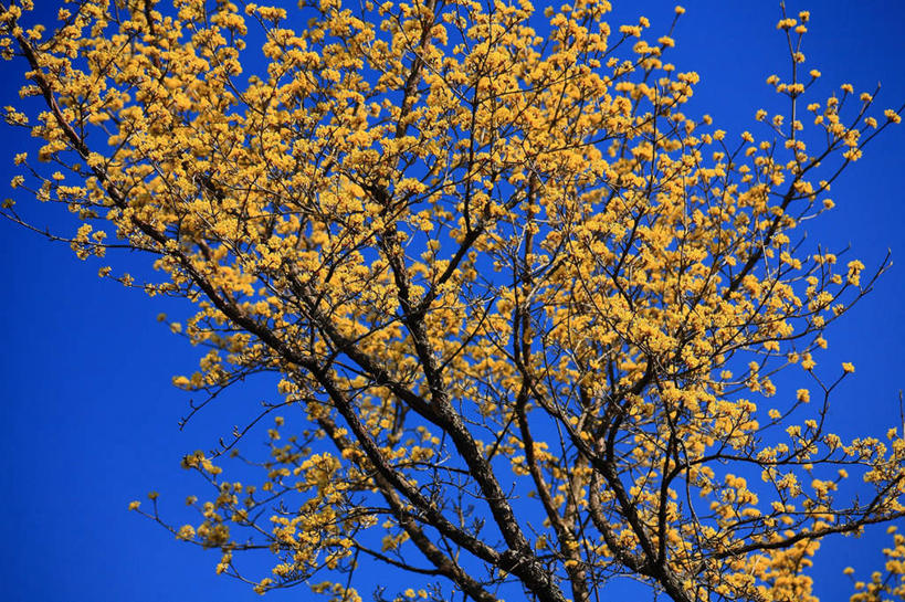 无人,横图,室外,白天,仰视,旅游,度假,美景,植物,东京,日本,亚洲,阴影,盛开,光线,影子,景观,花蕾,娱乐,花,花瓣,花朵,鲜花,树,树木,黄色,蓝色,绿色,蓝天,天空,阳光,自然,天,花苞,花蕊,享受,休闲,景色,放松,生长,晴朗,成长,自然风光,东亚,山茱萸,本州,万里无云,关东地方,本州岛,日本国,东京都,山萸肉,山芋肉,蜀酸枣,天木籽,药枣,萸肉,枣皮,晴空,晴空万里,彩图,低角度拍摄