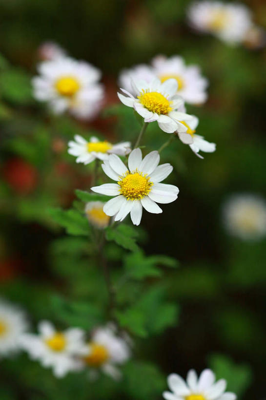 无人,竖图,俯视,室外,特写,白天,快乐,幸福,美景,叶子,阴影,朦胧,模糊,盛开,光线,影子,景观,绿叶,玛格丽特,花蕾,雏菊,花,花瓣,花朵,鲜花,白色,阳光,自然,花苞,花蕊,嫩叶,菊花,景色,活力,希望,坚强,自然风光,和平,离别,延命菊,幸福花,春菊,马兰头花,暗恋,纯情,单恋,天真,叶,叶片,彩图,高角度拍摄,愉快