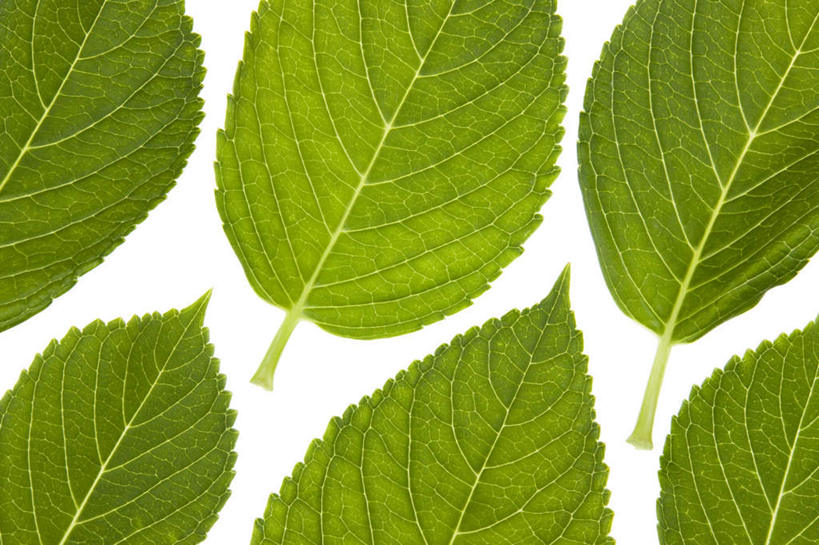 无人,横图,俯视,室内,白天,白色背景,植物,桌面,叶子,一排,许多,阴影,整齐,光线,纹理,影子,绿叶,排列,绿色,阳光,嫩叶,摄影,影棚,队列,肌理,叶,叶片,叶脉,彩图,高角度拍摄,影棚拍摄,拍摄