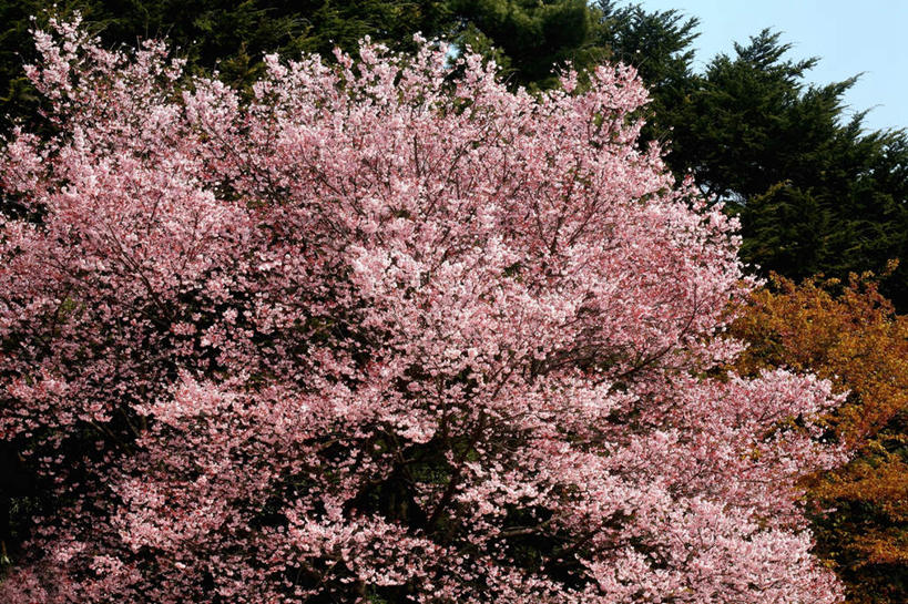 无人,横图,室外,白天,正面,旅游,度假,草地,草坪,美景,山,山脉,植物,樱花,东京,日本,亚洲,阴影,盛开,光线,影子,景观,山峰,云,云朵,山峦,花蕾,云彩,娱乐,草,花,花瓣,花朵,鲜花,树,树木,粉色,蓝色,绿色,白云,蓝天,天空,阳光,自然,群山,天,花苞,花蕊,享受,休闲,景色,放松,生长,成长,自然风光,东亚,本州,关东地方,本州岛,日本国,东京都,仙樱花,福岛樱,青肤樱,荆桃,彩图