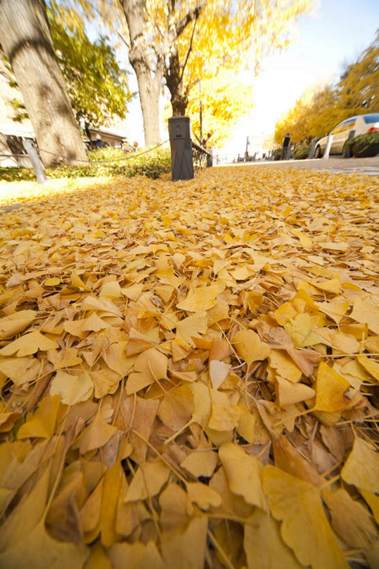 无人,家,竖图,室外,白天,正面,旅游,度假,美景,植物,银杏树,叶子,神奈川,日本,亚洲,许多,阴影,朦胧,模糊,光线,影子,房屋,屋子,景观,枯叶,落叶,横滨,横滨市,神奈川县,娱乐,楼房,住宅,树,树木,蓝色,绿色,蓝天,天空,阳光,自然,天,享受,休闲,景色,放松,生长,成长,自然风光,东亚,本州,首府,关东地方,本州岛,日本国,鸭脚树,叶,叶片,银杏,公孙树,白果,彩图,房子
