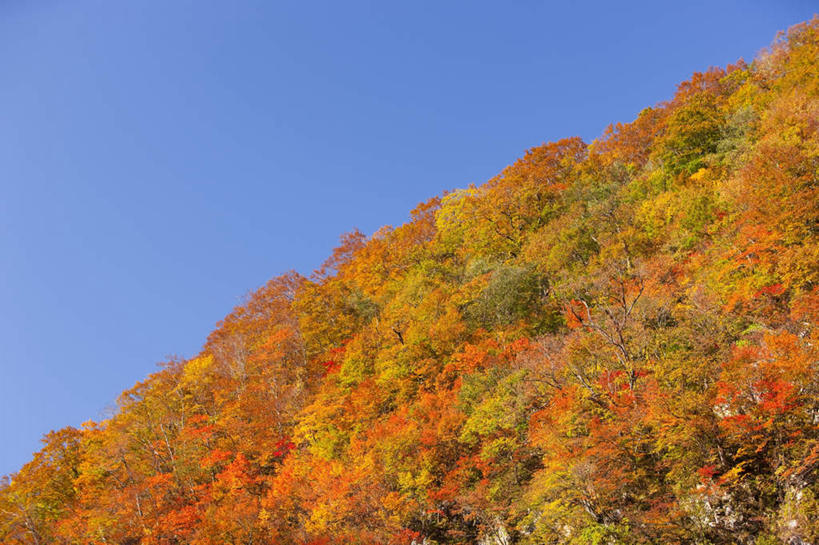 无人,横图,室外,白天,正面,旅游,度假,草地,草坪,美景,植物,日本,亚洲,阴影,光线,影子,景观,娱乐,草,树,树木,蓝色,绿色,蓝天,天空,阳光,自然,天,享受,休闲,景色,放松,生长,晴朗,成长,自然风光,东亚,本州,万里无云,本州岛,日本国,青森,青森县,东北地方,白神山地,晴空,晴空万里,彩图