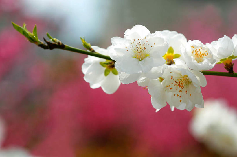 无人,横图,俯视,室外,特写,白天,爱情,旅游,度假,美景,植物,桃花,阴影,朦胧,模糊,盛开,光线,影子,景观,花蕾,娱乐,花,花瓣,花朵,鲜花,树,树木,桃树,绿色,白色,阳光,自然,花苞,花蕊,享受,休闲,景色,放松,生长,成长,俘虏,自然风光,彩图,高角度拍摄