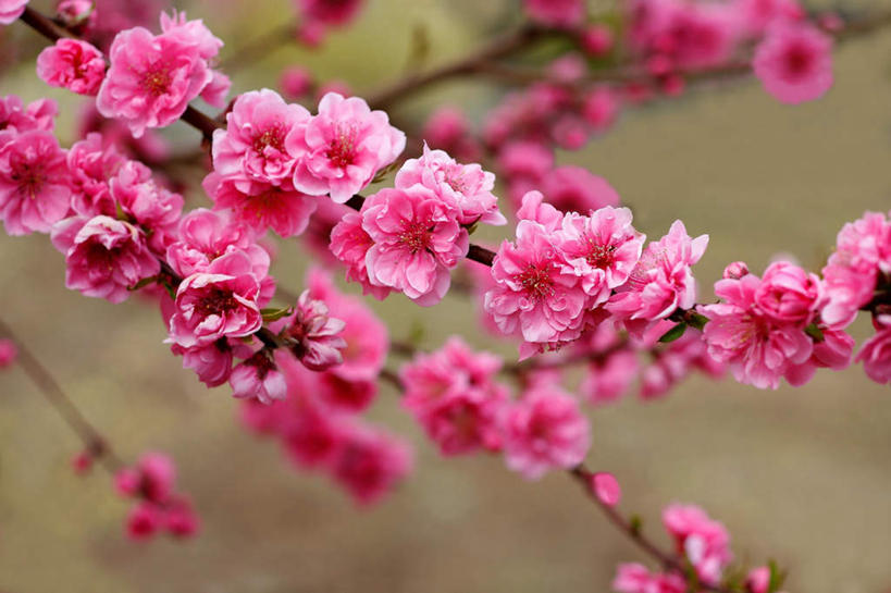 无人,横图,俯视,室外,特写,白天,爱情,旅游,度假,美景,植物,桃花,阴影,朦胧,模糊,盛开,光线,影子,景观,花蕾,娱乐,花,花瓣,花朵,鲜花,树,树木,桃树,粉色,绿色,阳光,自然,花苞,花蕊,享受,休闲,景色,放松,生长,成长,俘虏,自然风光,彩图,高角度拍摄