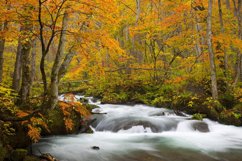 无人,横图,室外,白天,正面,旅游,度假,草地,草坪,河流,美景,水,植物,日本,亚洲,阴影,波纹,飞溅,溅,光线,液体,影子,河水,景观,水滴,水流,娱乐,水珠,草,树,树木,绿色,水纹,小溪,阳光,自然,波浪,溪水,享受,休闲,景色,放松,生长,成长,喷洒,自然风光,东亚,本州,本州岛,日本国,青森,青森县,东北地方,彩图