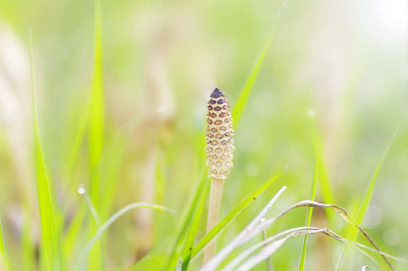 无人,横图,俯视,室外,特写,白天,旅游,度假,草地,草坪,美景,植物,北海道,日本,亚洲,阴影,朦胧,模糊,光线,影子,景观,娱乐,草,绿色,阳光,自然,享受,休闲,景色,放松,自然风光,东亚,日本国,北海道地方,北海道岛,问荆,接续草,公母草,搂接草,空心草,马蜂草,猪鬃草,黄蚂草,节节草,接骨草,彩图,高角度拍摄