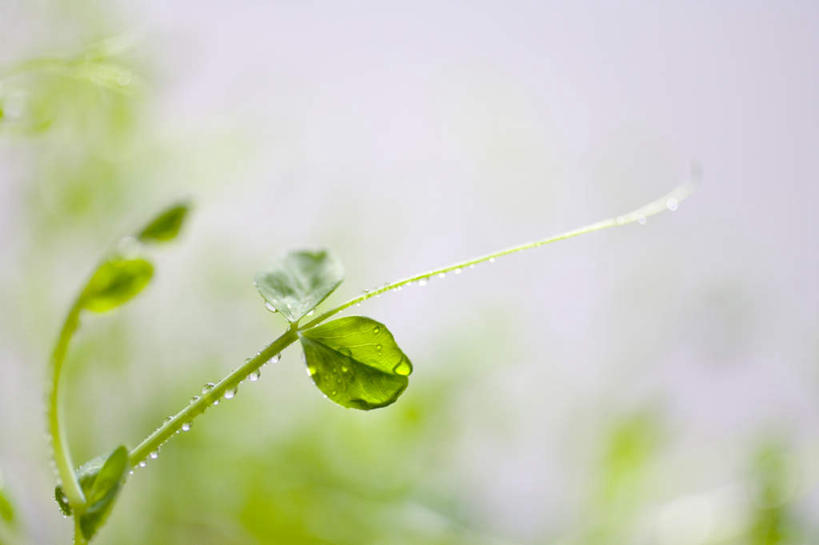 无人,横图,俯视,室外,特写,白天,旅游,度假,美景,水,植物,叶子,阴影,朦胧,模糊,光线,纹理,液体,影子,景观,水滴,绿叶,娱乐,幼苗,绿色,阳光,自然,嫩芽,享受,休闲,嫩叶,景色,放松,生机,希望,自然风光,肌理,灵动,叶,叶片,叶脉,彩图,高角度拍摄